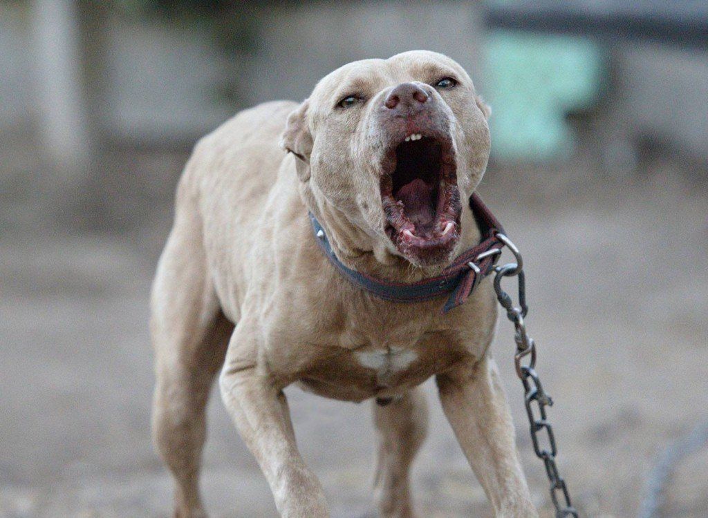 Menor en condiciones críticas tras ataque de pit bull - pitbull-on-a-big-chain-1024x750