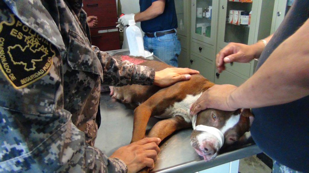 Escuadrón rescata a Pitbull con quemaduras de tercer grado - pitbullo-romita-tlaquepaque-1-1024x576