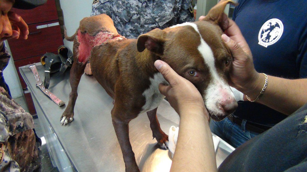 Escuadrón rescata a Pitbull con quemaduras de tercer grado