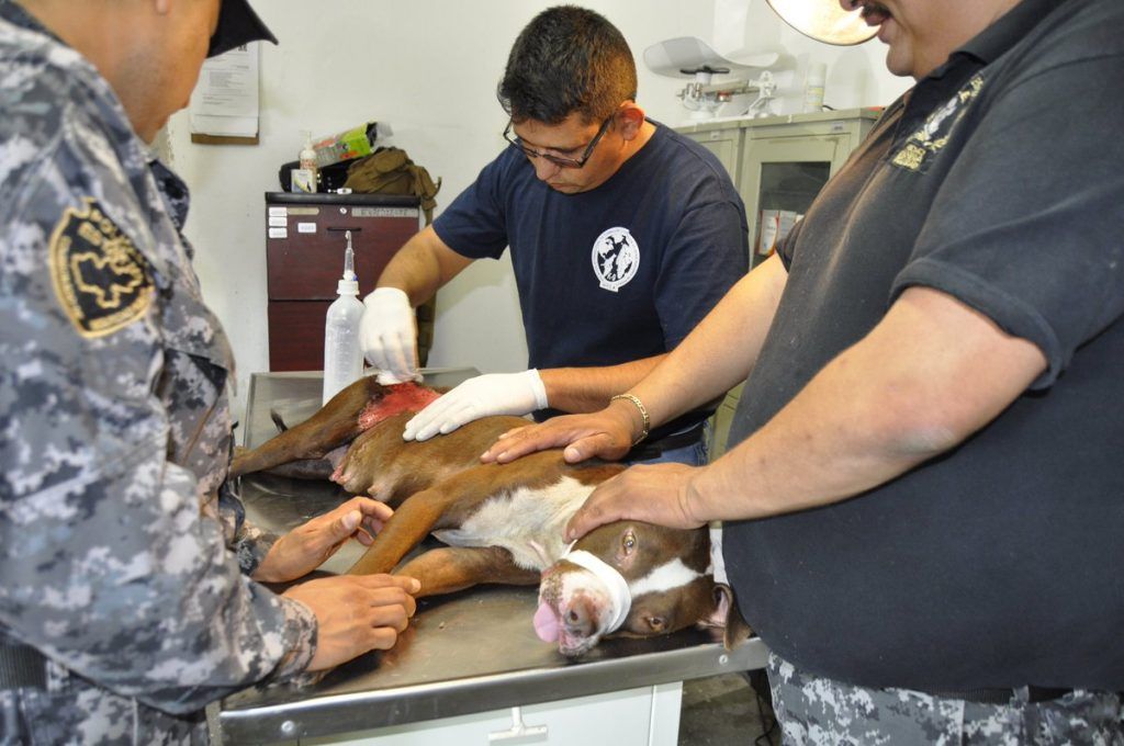Escuadrón rescata a Pitbull con quemaduras de tercer grado - pitbullo-romita-tlaquepaque-3-1024x680