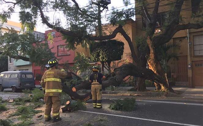 Cierran calles de la colonia Narvarte por caída de árbol