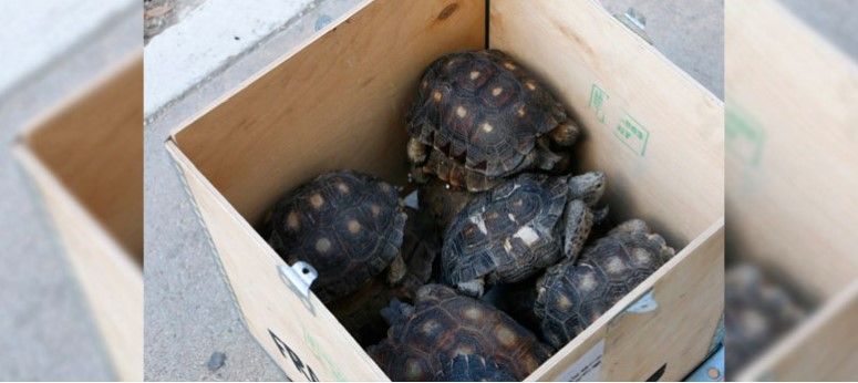 Encuentran once tortugas en paquetería de Yucatán - tortugas