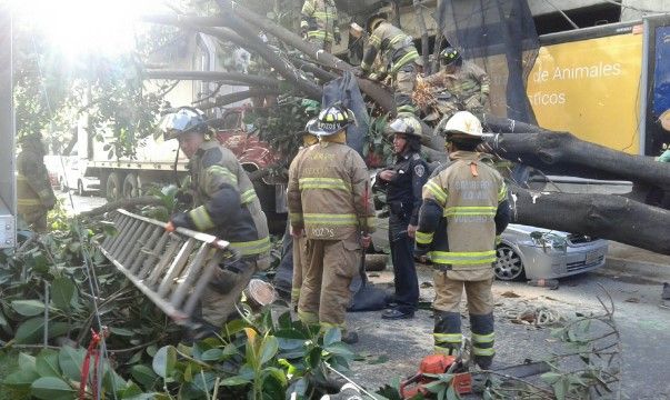 Cae árbol y lesiona a bombero en la Del Valle - árbol-02