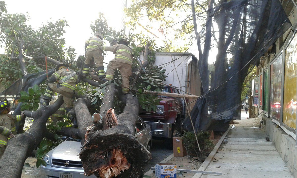Cae árbol y lesiona a bombero en la Del Valle - árbol
