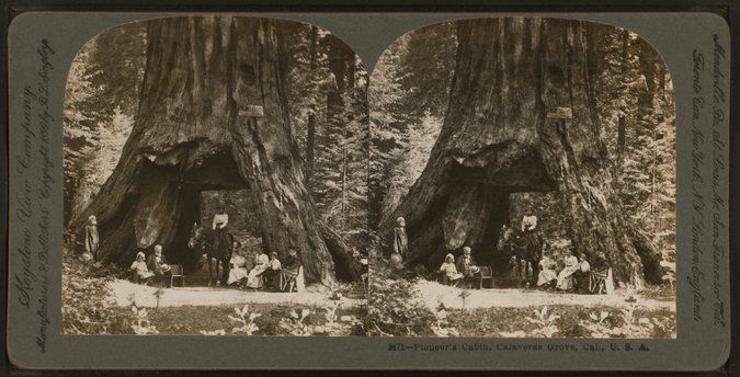 Se derrumba gigantesco árbol que tenía un túnel en su base - 10xp-tree2-master675