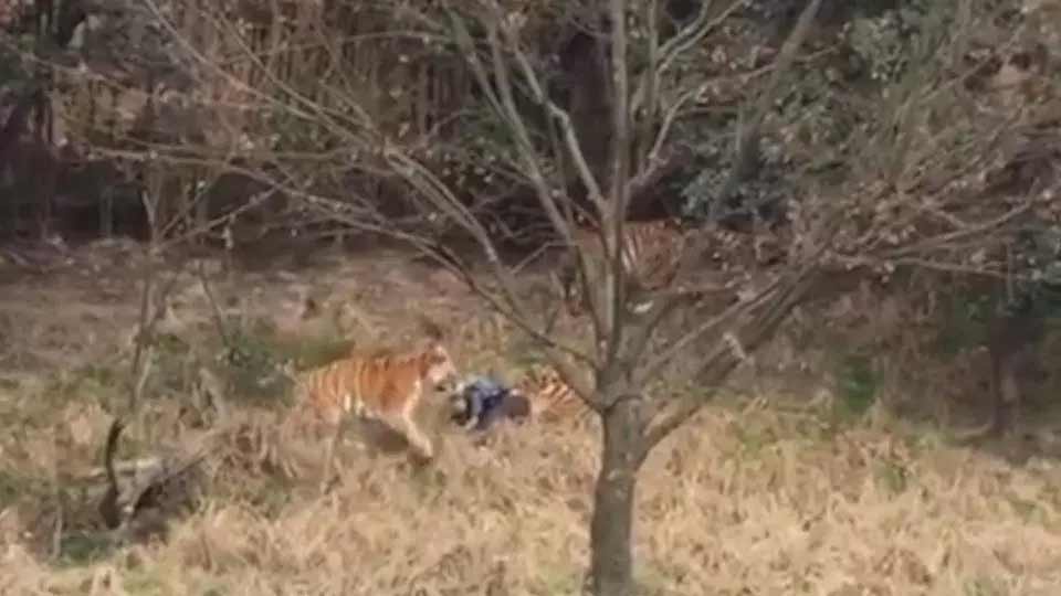 Tigre mata a hombre en China que intentó entrar al zoológico sin pagar