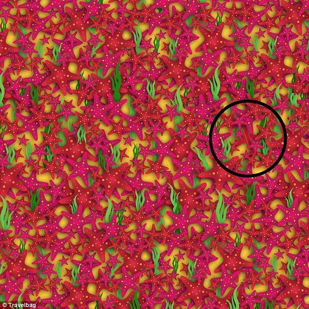 ¿Puedes encontrar al trébol de cuatro hojas? - 3A70577C00000578-3941354-image-a-9_1479297433899