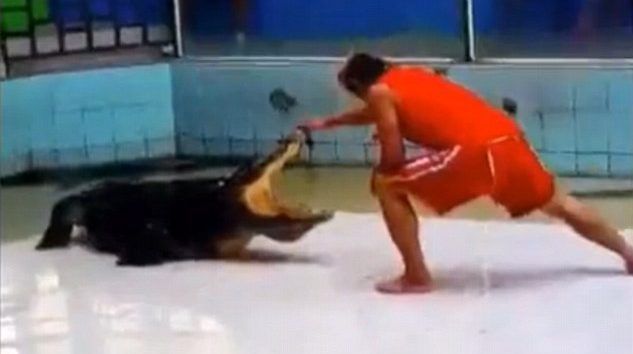 Video: cocodrilo muerde brazo de entrenador y da el “giro mortal”