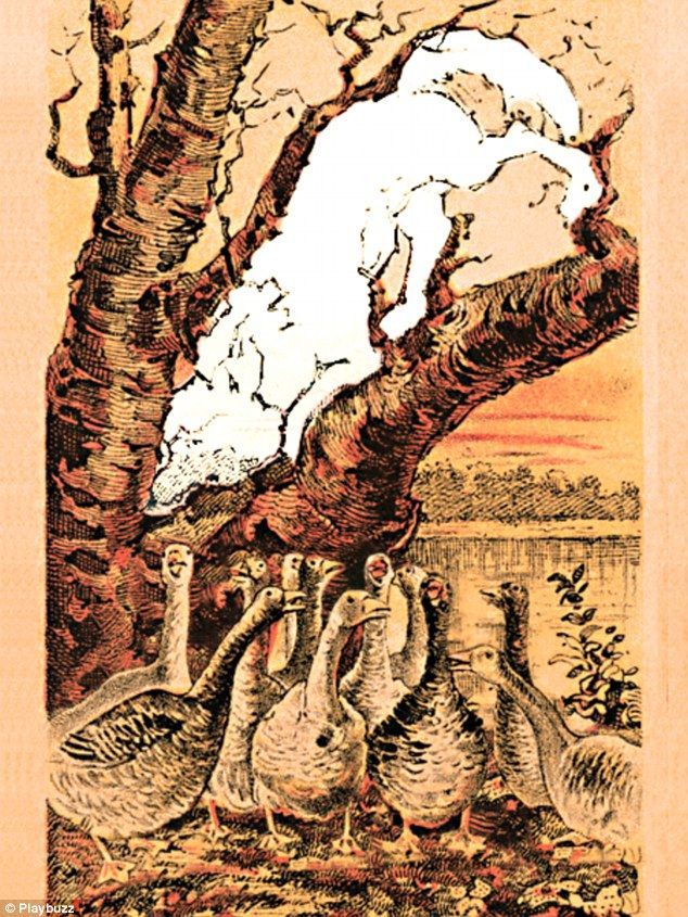 ¿Puedes encontrar al gallo entre las gallinas? - 3C62E42600000578-0-image-a-2_1485080541520