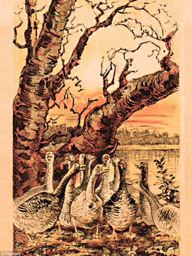 ¿Puedes encontrar al gallo entre las gallinas? - 3C62E42B00000578-0-image-a-1_1485080402793