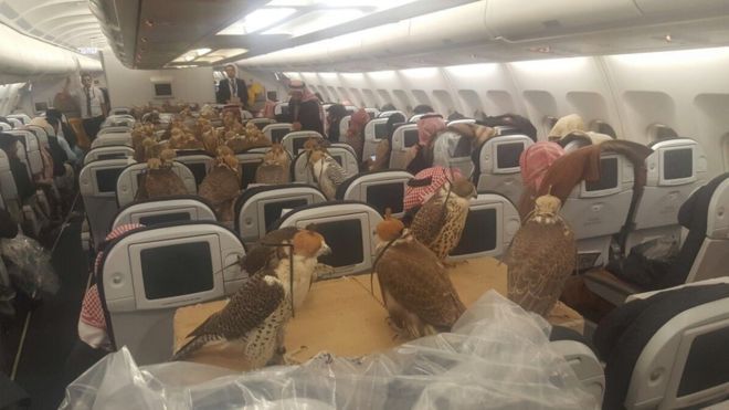 Ochenta aves de presa viajaron a Jeddah a bordo de un avión