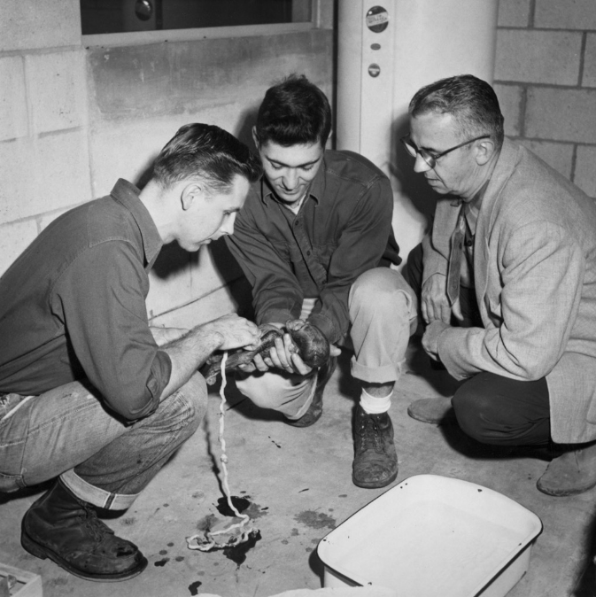 Ha muerto el gorila más viejo del mundo - Captura-de-pantalla-2017-01-17-a-las-14.17.03