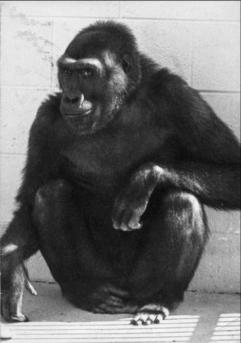 Ha muerto el gorila más viejo del mundo - Captura-de-pantalla-2017-01-17-a-las-14.18.10