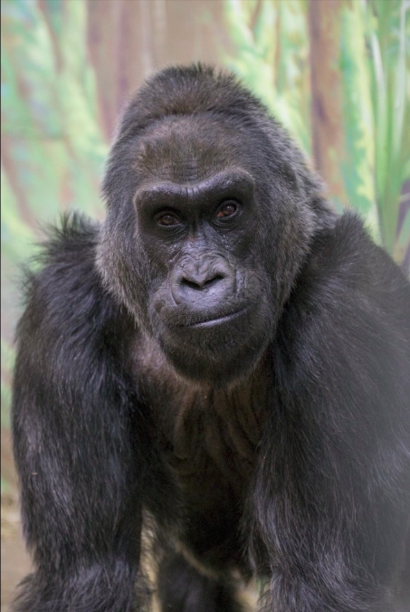 Ha muerto el gorila más viejo del mundo - Captura-de-pantalla-2017-01-17-a-las-14.18.34