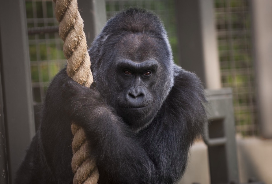 Ha muerto el gorila más viejo del mundo - Captura-de-pantalla-2017-01-17-a-las-14.18.51