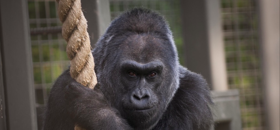 Ha muerto el gorila más viejo del mundo
