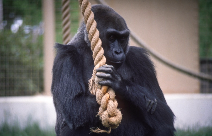 Ha muerto el gorila más viejo del mundo - Captura-de-pantalla-2017-01-17-a-las-14.19.21