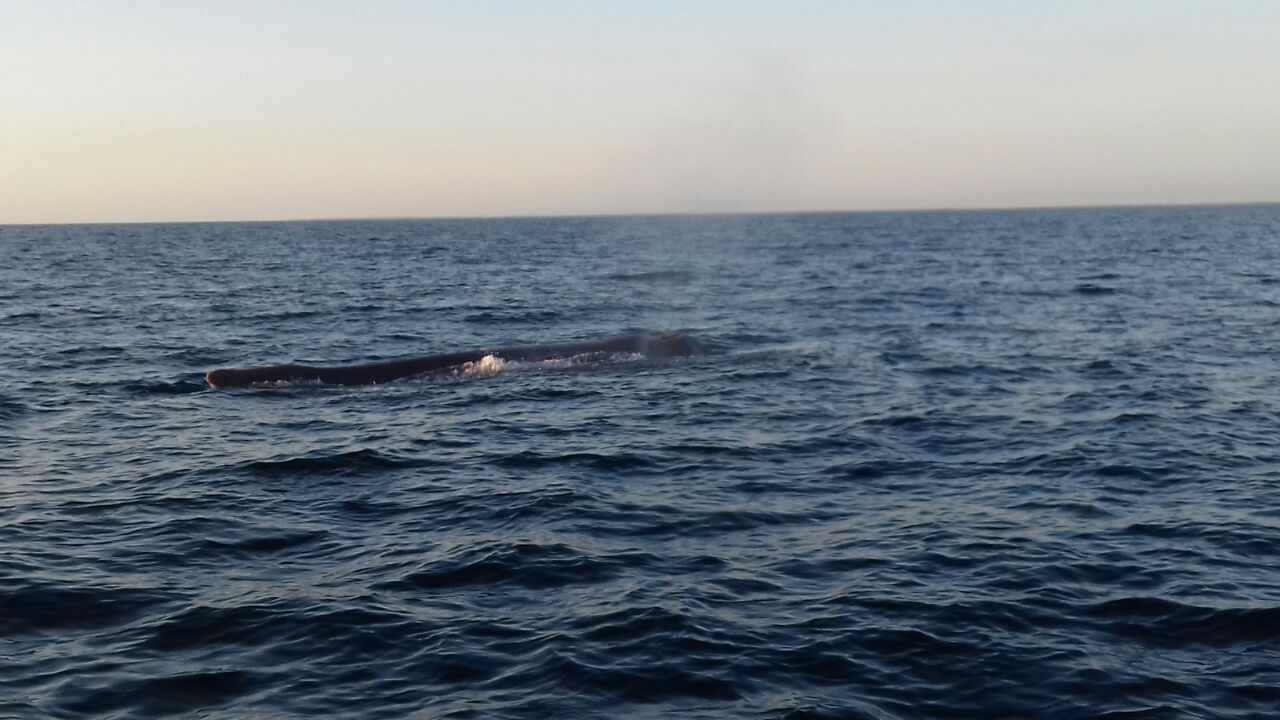 Video: liberan a ballena atrapada en una red de pesca en Nayarit - FOTO_SEMAR_02_2017-1
