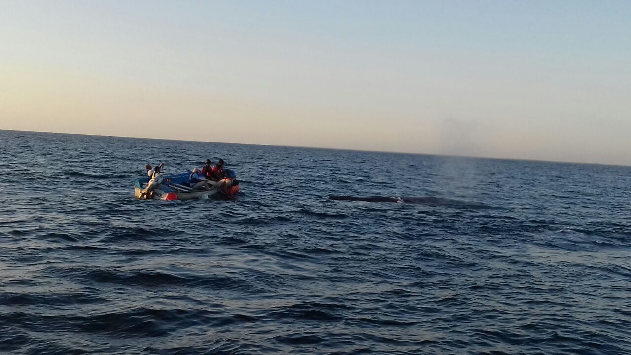 Video: liberan a ballena atrapada en una red de pesca en Nayarit - FOTO_SEMAR_02_2017-2