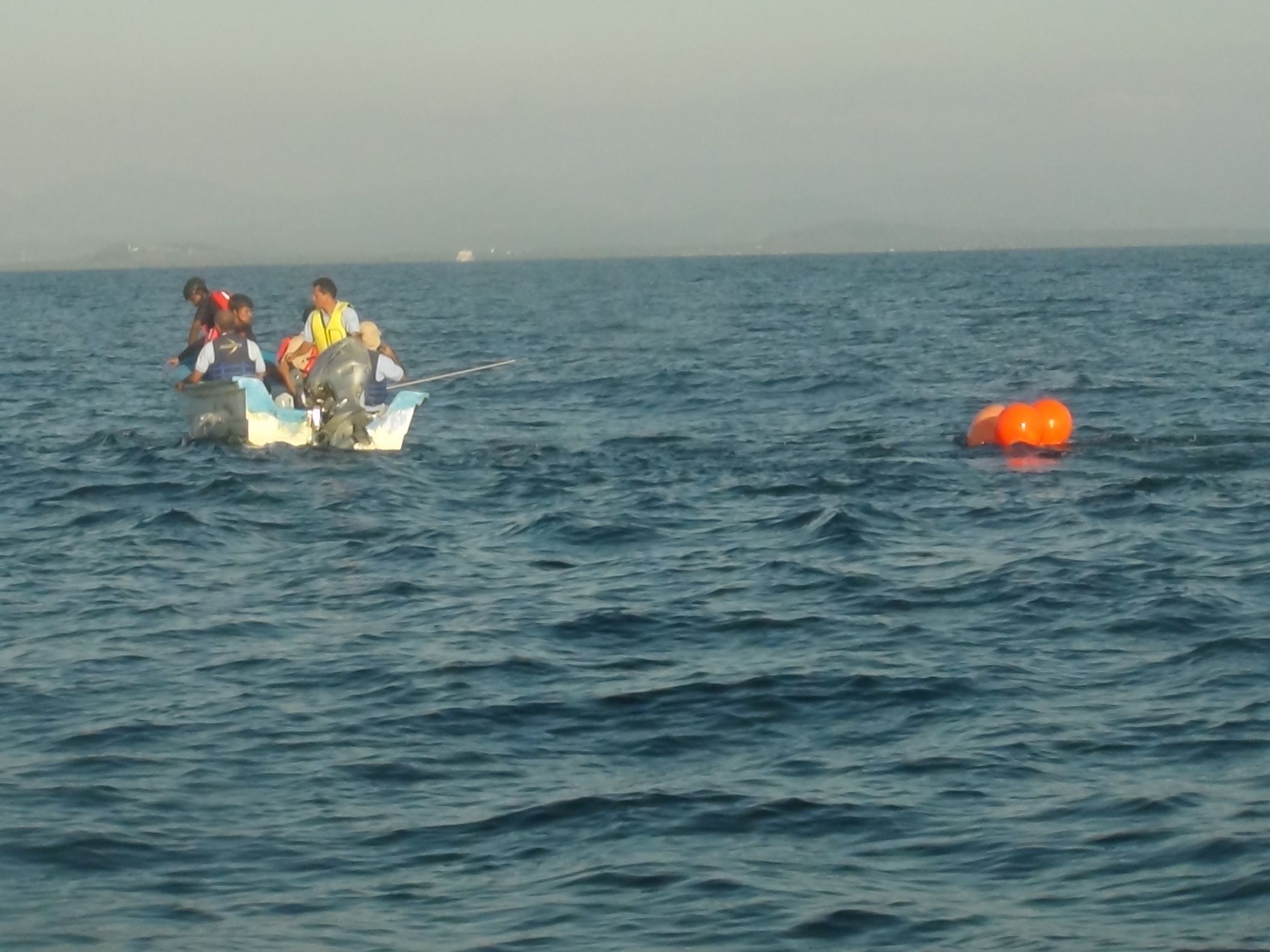 Video: liberan a ballena atrapada en una red de pesca en Nayarit - FOTO_SEMAR_02_2017-2
