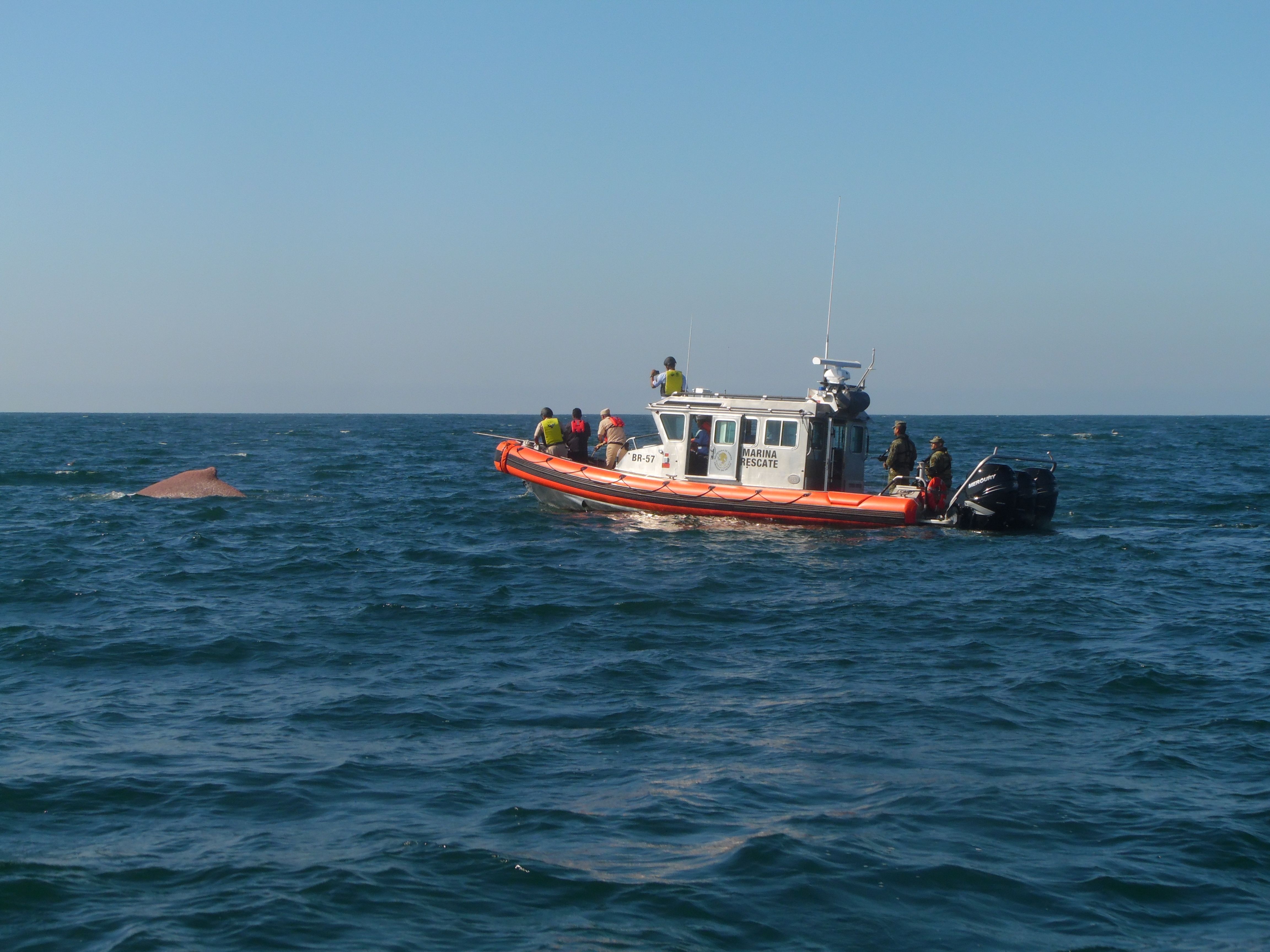 Video: liberan a ballena atrapada en una red de pesca en Nayarit