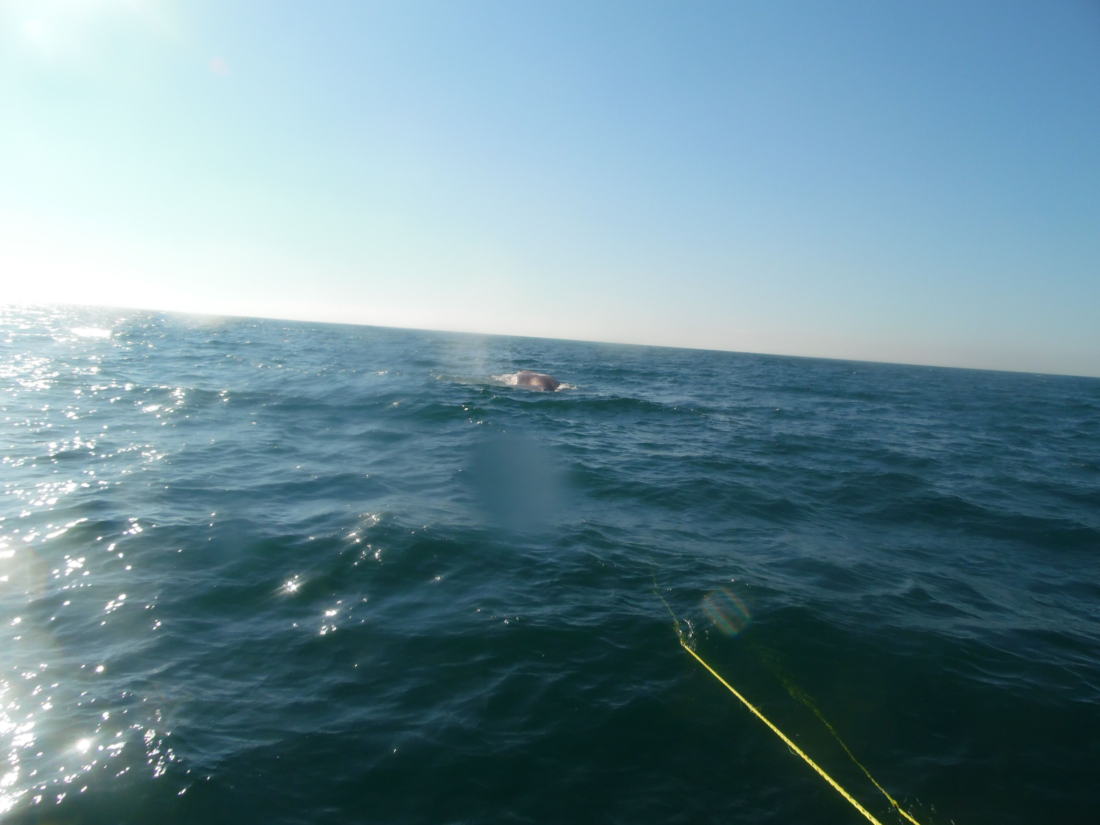 Video: liberan a ballena atrapada en una red de pesca en Nayarit - FOTO_SEMAR_02_2017-6