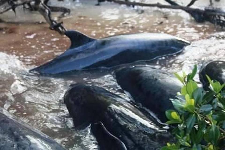 Mueren 80 orcas en playa de Florida