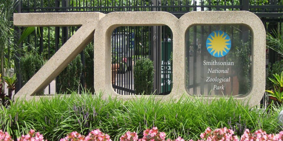 Muere ejemplar de un ave de especie que solo quedan 146