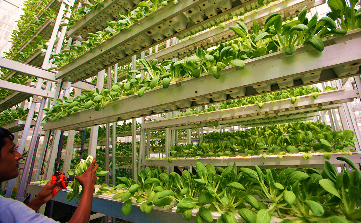 Carreras universitarias que nacerán en los próximo años - agricultura-vertical_001-1