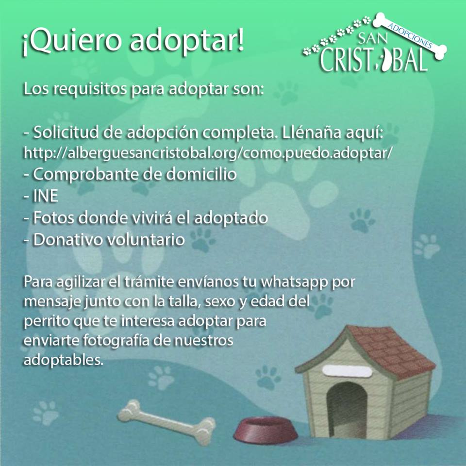 ¿Cómo adoptar un perro en la Ciudad de México? - albergue-perros-2