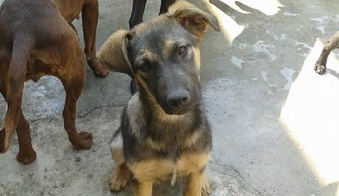 ¿Cómo adoptar un perro en la Ciudad de México?