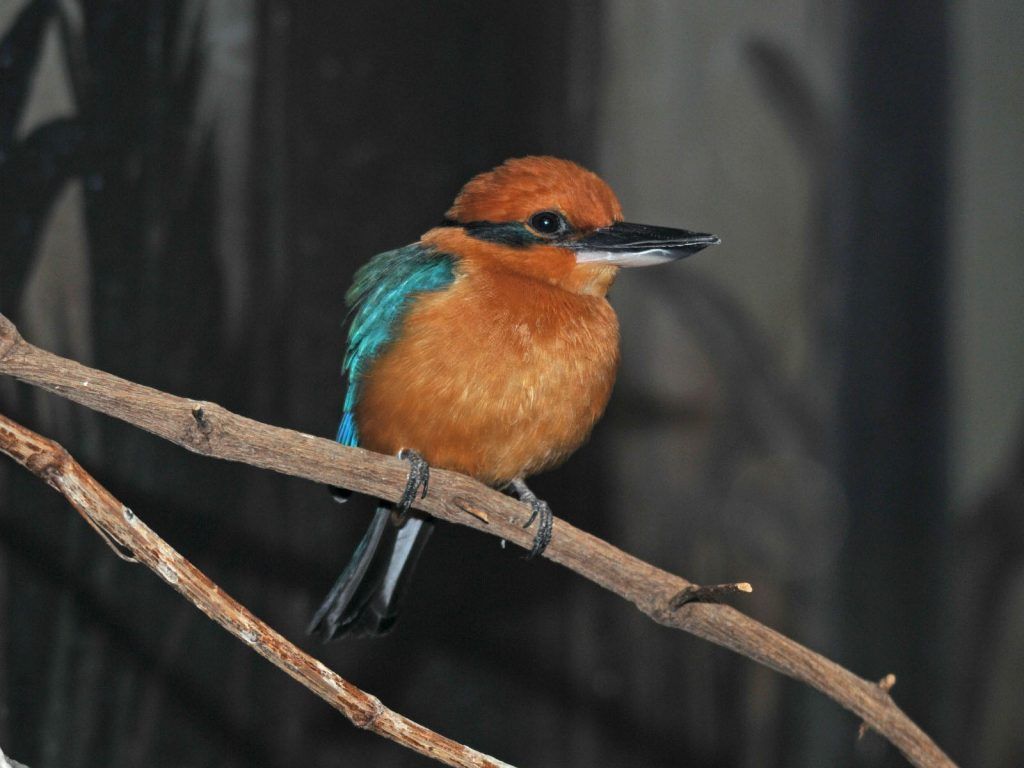 Muere ejemplar de un ave de especie que solo quedan 146 - alción-micronesio-2-1024x768