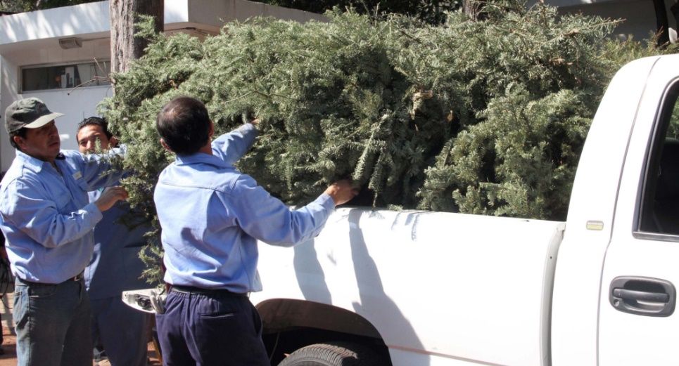 Lugares para entregar su árbol navideño - arboles-navideños
