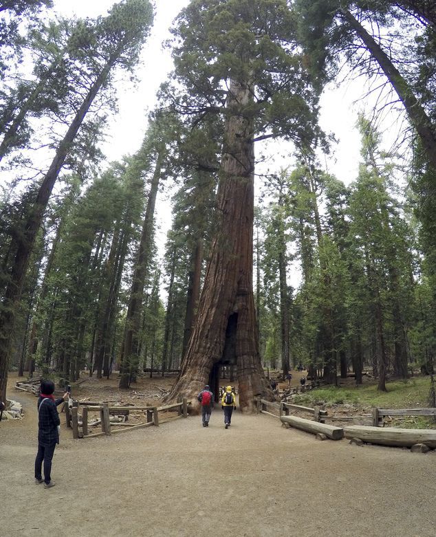 Se derrumba gigantesco árbol que tenía un túnel en su base - article-urn-publicid-ap.org-4371058a5f4347e2ab1feb0824d4ecb1-13MVVBQ3Z19dcc41574db1a5ec87-431_634x781