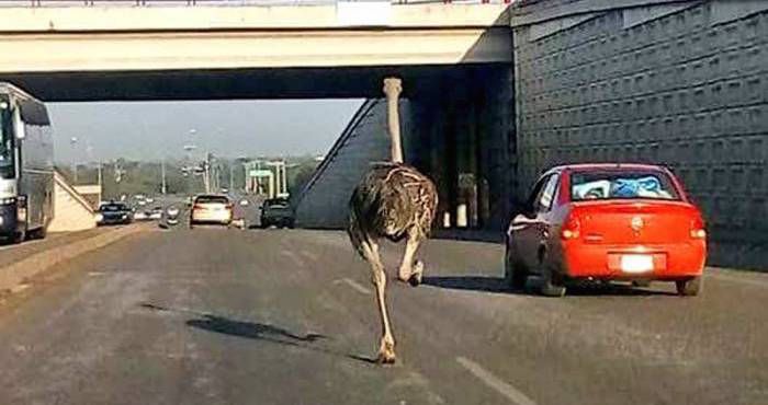 #Viral: avestruz escapa y corre por calles de Altamira