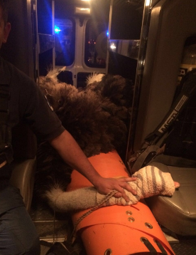 Rescatan a avestruz en la carretera México-Toluca - avestruz-1