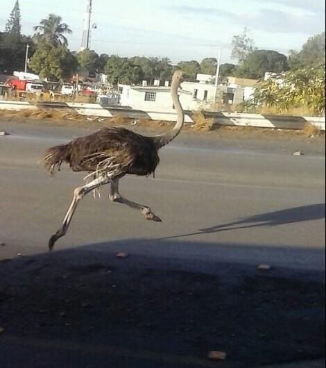 #Viral: avestruz escapa y corre por calles de Altamira - avestruz-2
