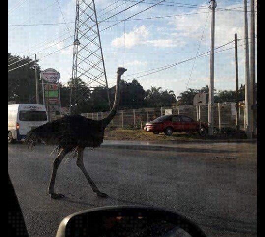 #Viral: avestruz escapa y corre por calles de Altamira - avestruz