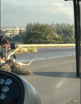 #Viral: avestruz escapa y corre por calles de Altamira - avestruz