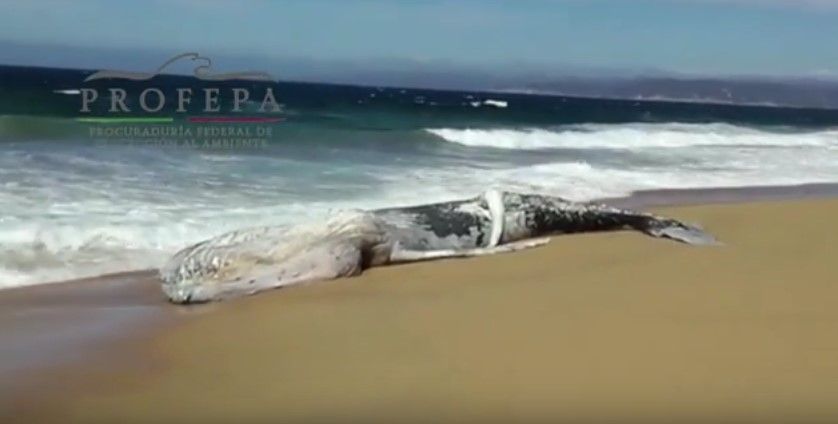 Encuentran muerta a ballena en Jalisco