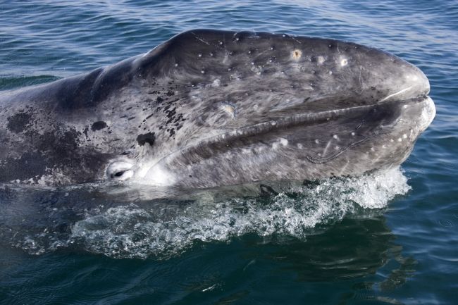 Temporada de ballenas dejará derrama económica de 10 mdd