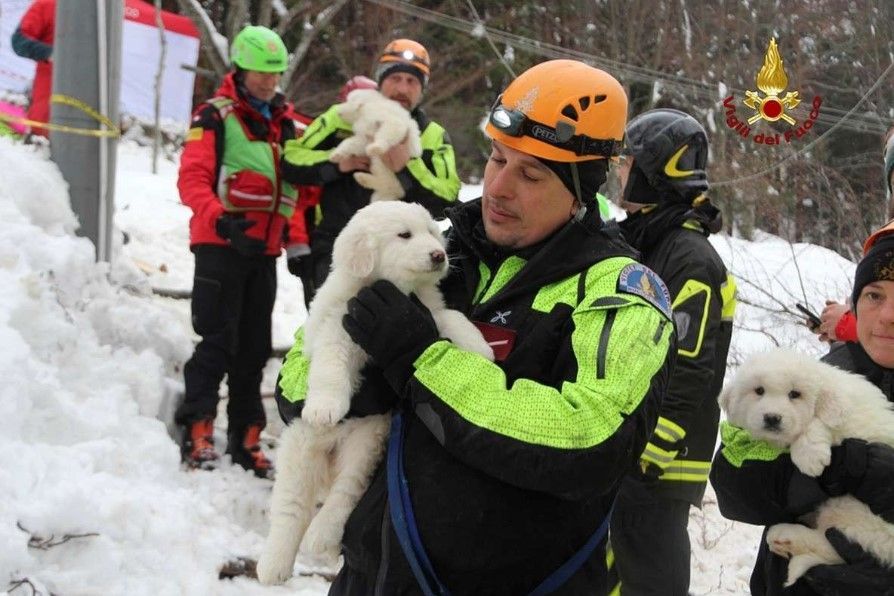 Rescatan a tres cachorros en avalancha de hotel en Italia - cachorros-II
