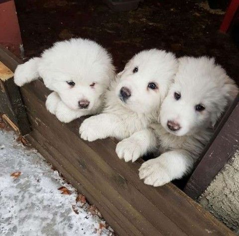 Rescatan a tres cachorros en avalancha de hotel en Italia - cachorros