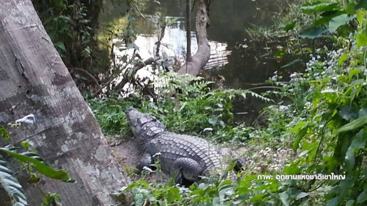 Cocodrilo muerde a turista francesa que intentaba tomar una selfie