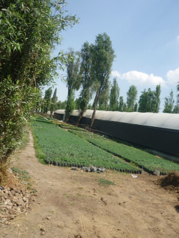 Estadounidense busca apoyar a la ecología mexicana - ecología-IV