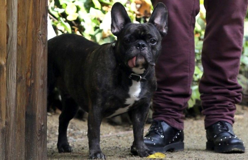 Realizan funeral de Carrie Fisher y Debbie Reynolds - gary-the-dog