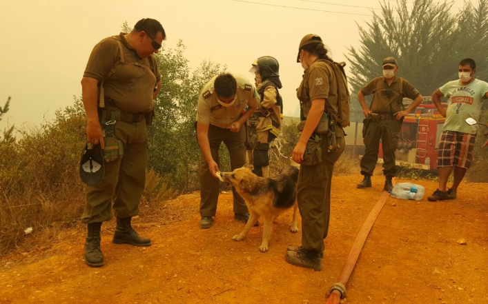 Catástrofe en Chile por incendios forestales - incendios-chile