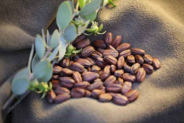 Productos en los que México es potencia - jojoba