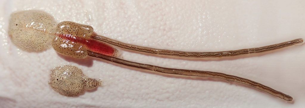 El 2017 no será un buen año para comer salmón - parásito-1024x363