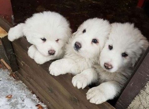 Rescatan a tres cachorros en avalancha de hotel en Italia